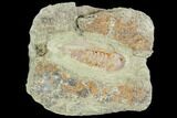 Soft-Bodied Fossil Aglaspid (Tremaglaspis) - Excellent Specimen #105439-1